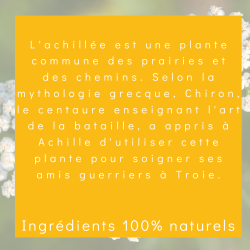 Achillée - Achillea millefolium