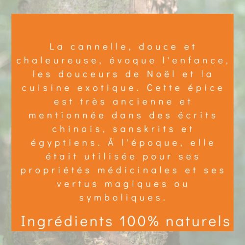 Cannelle - Cinnamomum verum
